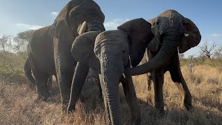 Sebakwe Chases After Young Elephant, Timisa to Mount Her