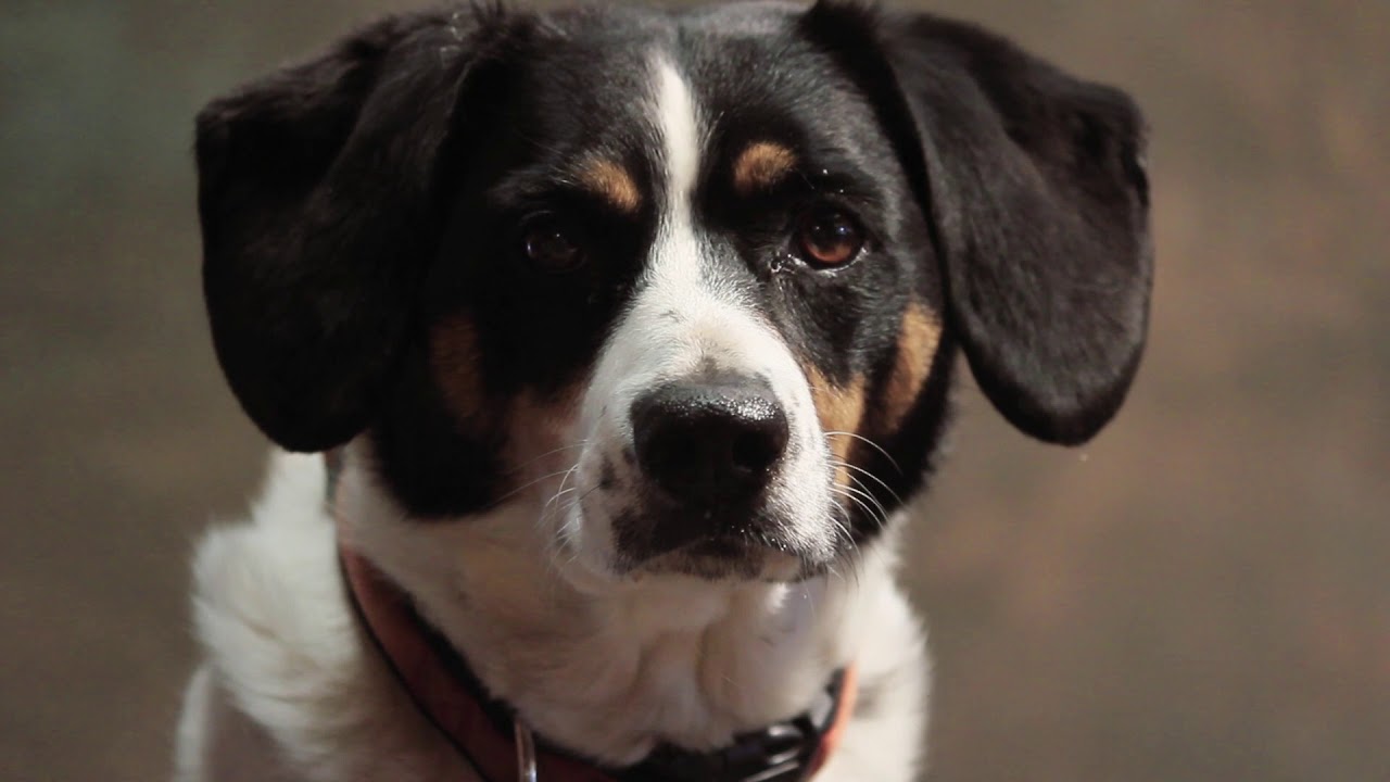 No Copyright Stock Footage - Dog 3