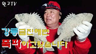 강릉 국민 핫! 포인트 금진해변 감성돔 다대기? #원투낚시