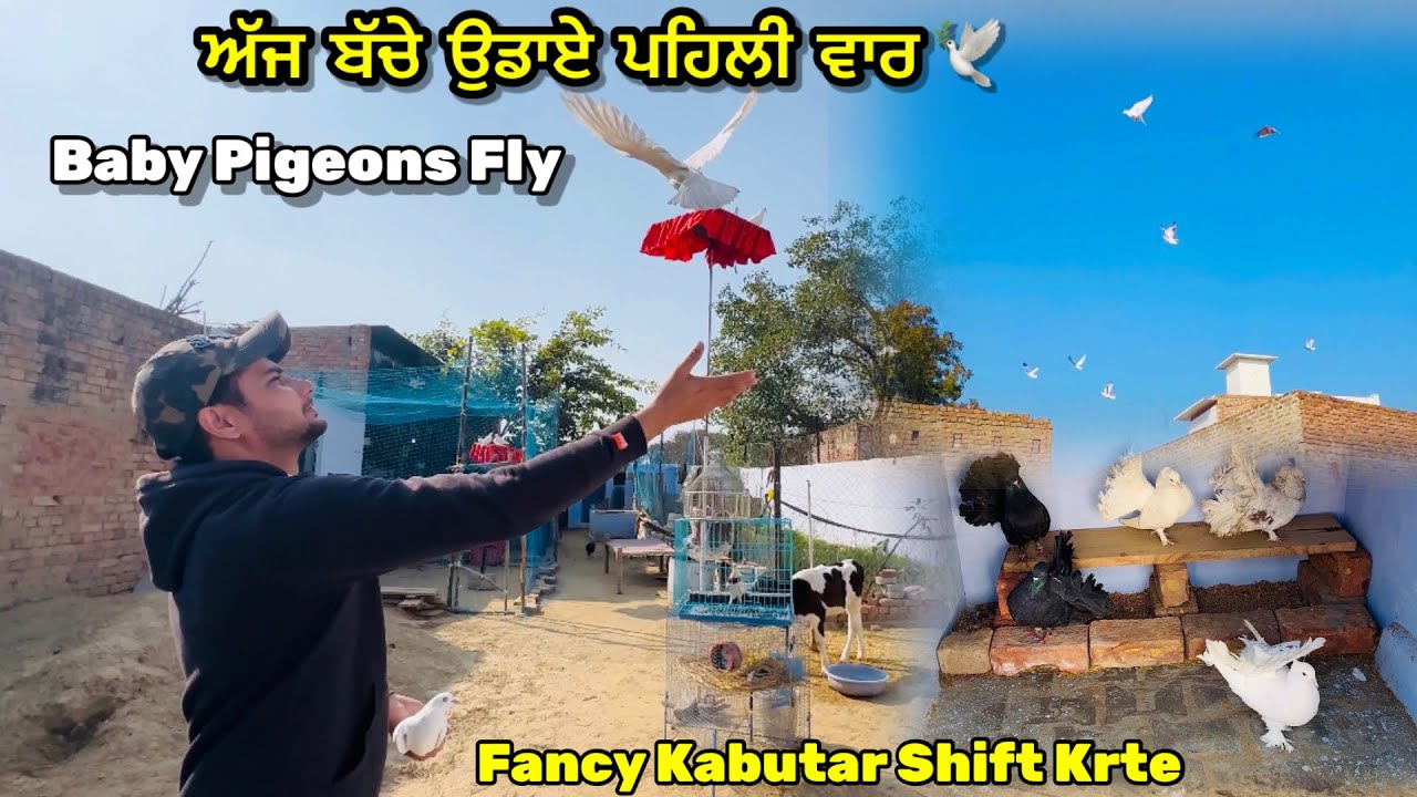 ਅੱਜ ਨਵੇਂ ਖੁੱਡੇ ਵਾਲੇ ਸਾਰੇ ਬੱਚੇ ਉਡਾਏ 🕊️|| ਨਵੇਂ ਕਬੂਤਰ ਨਵੇਂ ਖੁੱਡੇ ਚ  Shift ਕਰਤੇ ਸਾਰੇ ❤️ || #pigeon