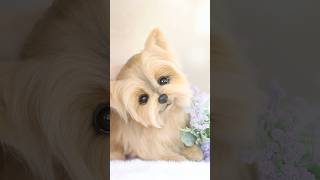 Yorkie Paris #etsy #cute #adorablecrafts #adorably #yorkie #puppy