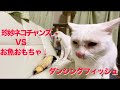 死闘⁉︎ウチューネコチャンズvsダンシングフィッシュ(電動魚おもちゃ) My spacecats vs the toy of dancing fish