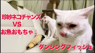 死闘⁉︎ウチューネコチャンズvsダンシングフィッシュ(電動魚おもちゃ) My spacecats vs the toy of dancing fish