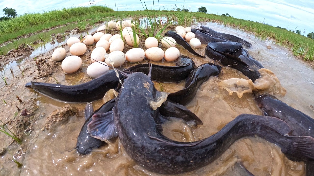 WOW - The luckiest fisherman catch a lot of fish & pick eggs after rain in rice field by skills hand