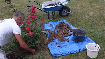 Quand mettre en terre un lilas des Indes ?