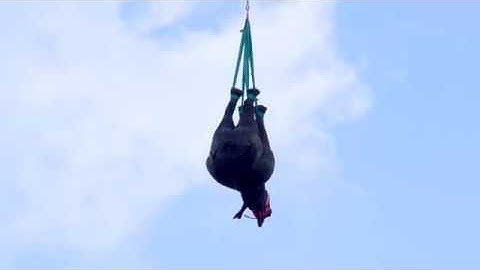 It takes a lot to save a rhino. Part 11 of 14