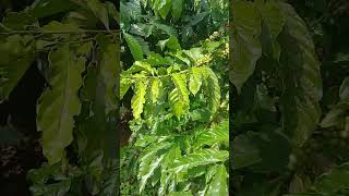 @ 2h.sổ đủ.thu 6tân bám đường bêtông .gần ql14a.3.9ty.lh 0971117790
