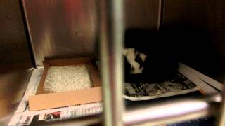 Cats that will be in adoptions at 9 am Monday 8-17-15 by Pinellas County Animal Services 827 views 8 years ago 3 minutes, 47 seconds
