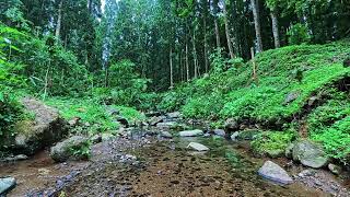 Serenity in the Rhythm of Water Streams and Calming Piano Music