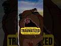 The Film That TRAUMATIZED A Whole Generation Cinema Watershipdown Animation Animatedmovie