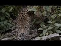 Jaguar Spirit, An Awakening Journey - Wildlife Documentary Official Trailer