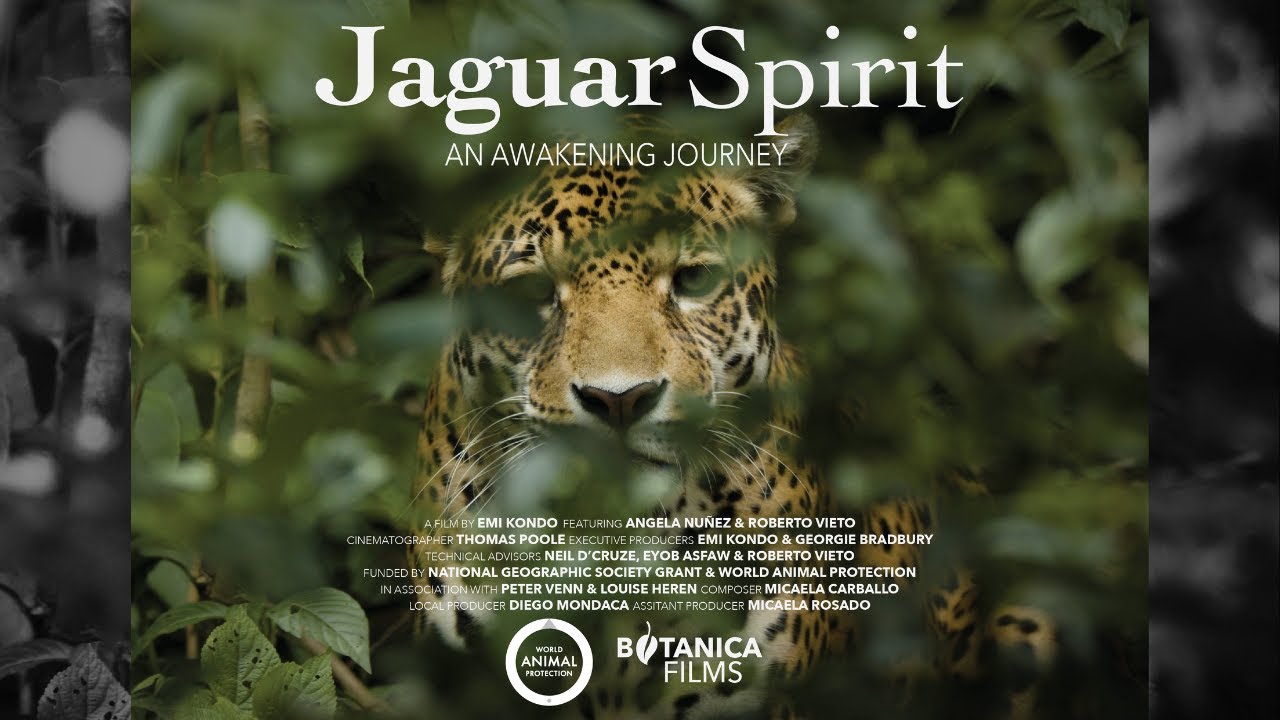 Jaguar Spirit, An Awakening Journey Wildlife Documentary Official