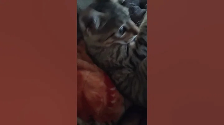 Riyaz Ali new tik tok video 2025 trand #shorts#viral #2025#tik tok