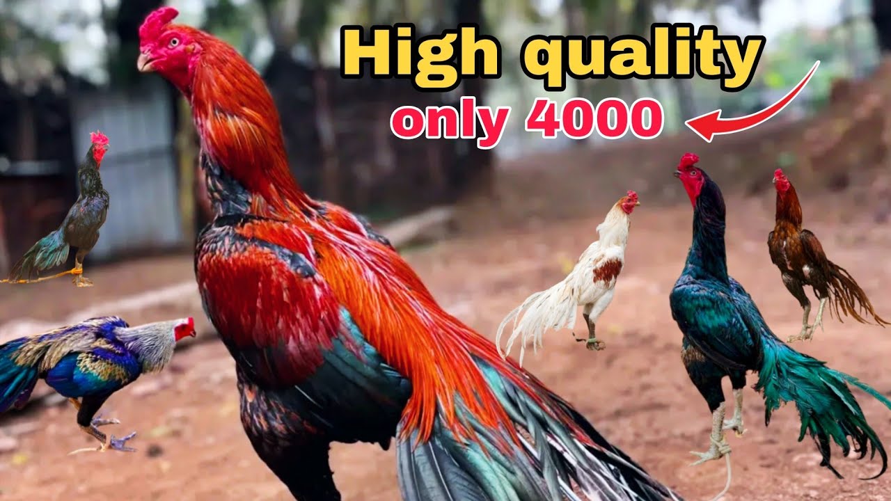 Brand new murga market || high quality aseel murga 😱