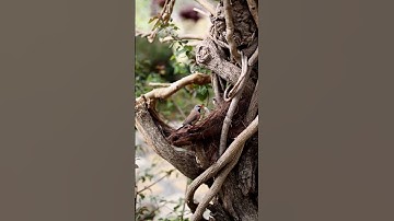 😍😍🪶Bird nest 🪺😍😍 #birdnest #littlebird #nest #cutevideo #shorts