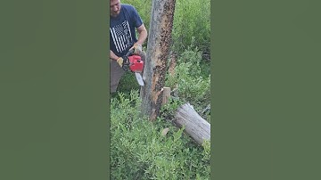 Milwaukee Top Handle Chainsaw cutting down a tree