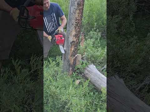 Milwaukee Top Handle