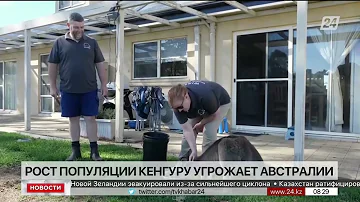 Отстреливать кенгуру из-за роста их популяции вынуждены в Австралии