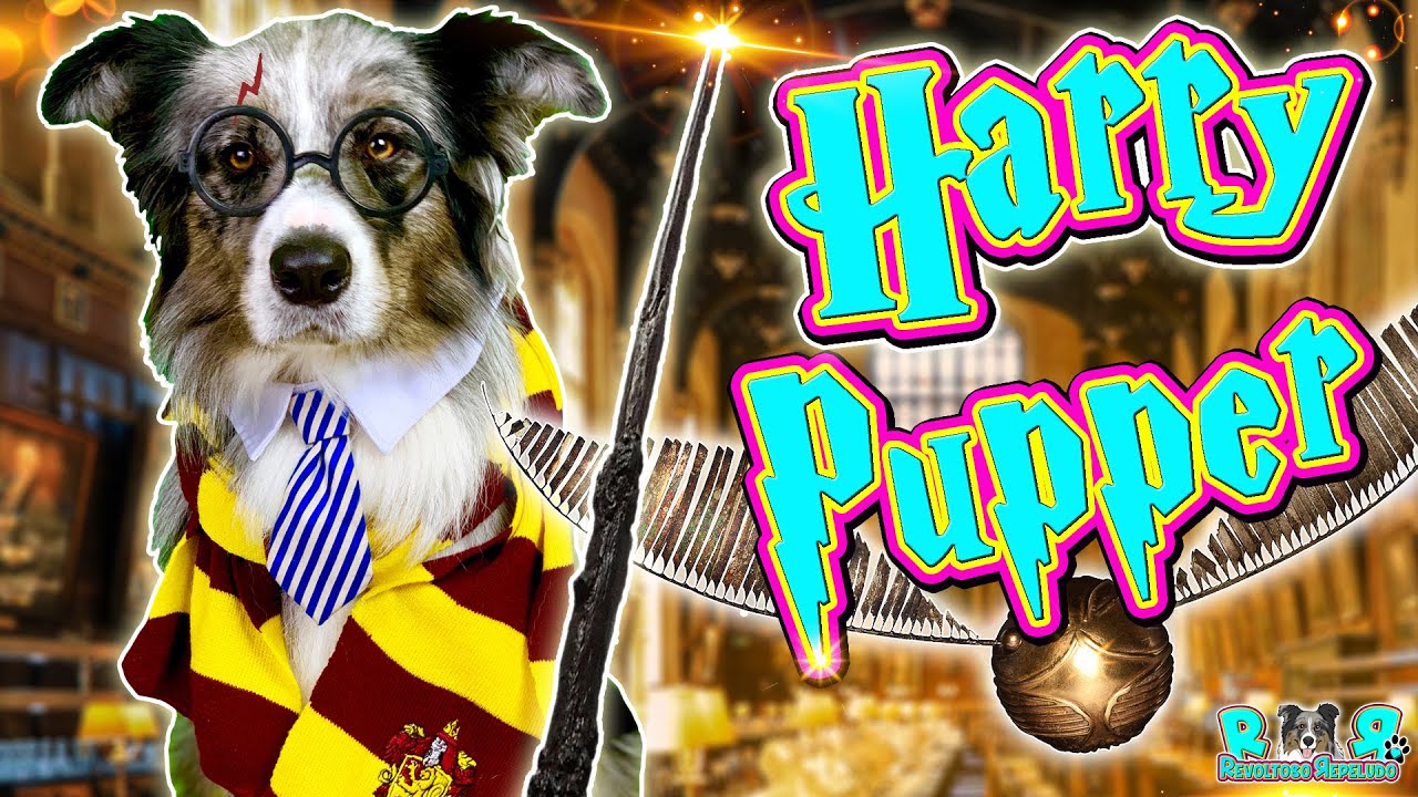 TRUCOS con PERRO INTELIGENTE 🧠 Dog HARRY PUPPER 🔮TRICKS! My dog only