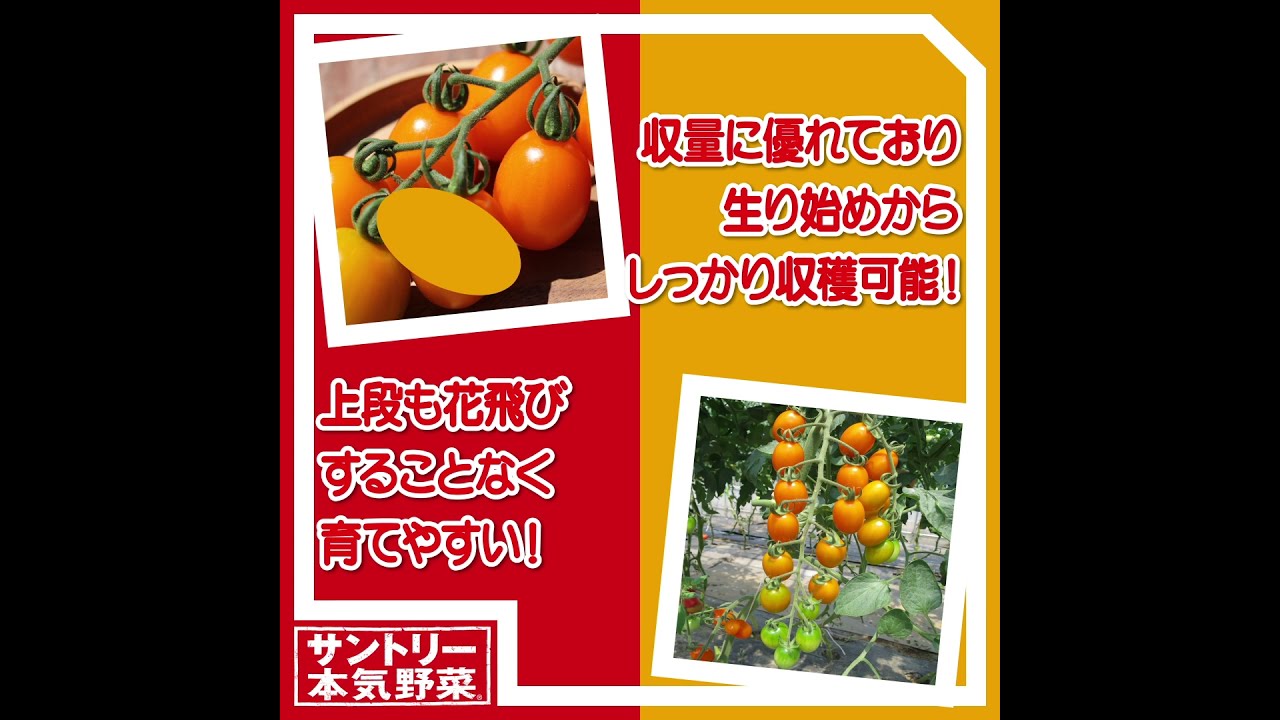 サントリー本気野菜 トマト 「純あまオレンジ」 商品紹介