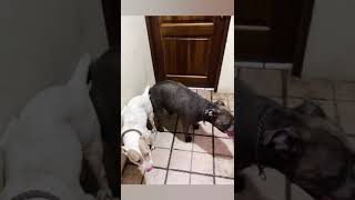 Max The Adorable Amstaff And Unforgettable Moments With Him In 2022