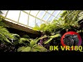 SINGAPORE ORCHID GARDEN Tropical Montane Orchidetum 8K/4K VR180 3D (Travel Videos/ASMR/Music)