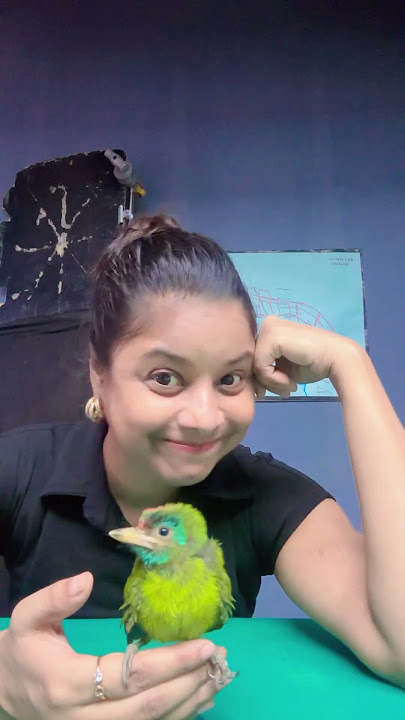 Nilakantha hetuluka #birds#zubeengarg