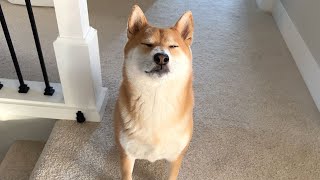 What you SHOULD KNOW BEFORE Getting a Shiba Inu (UPDATE) by Super Shiba 12,009 views 1 year ago 9 minutes, 38 seconds
