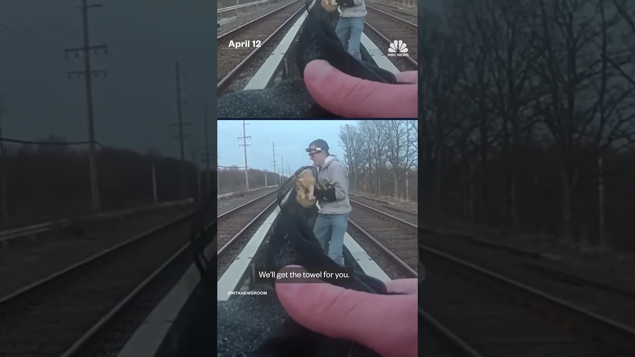 Cat rescued from in-between New York train tracks