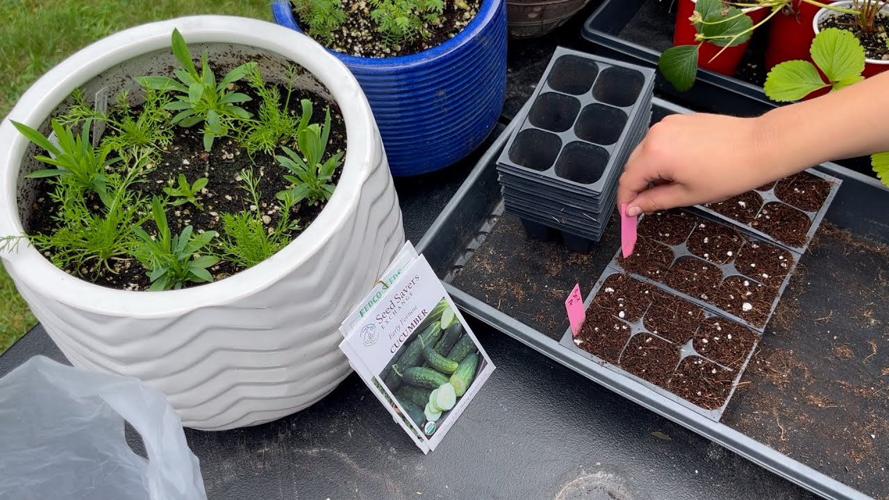 Starting Summer Seeds (Cucumbers, Beans) : The Bittersweet Gardens