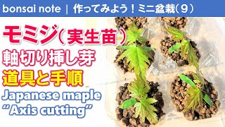 モミジ（実生苗）の軸切り挿し芽！道具と手順｜Japanese maple “Axis cutting”【作ってみようミニ盆栽(9)／bonsai】