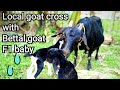 Black Bangal cross With Bettal goat F1 baby.tezpur goat farm assam.JH vlog tezpur