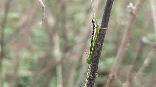 Grasshopper @selyan1980