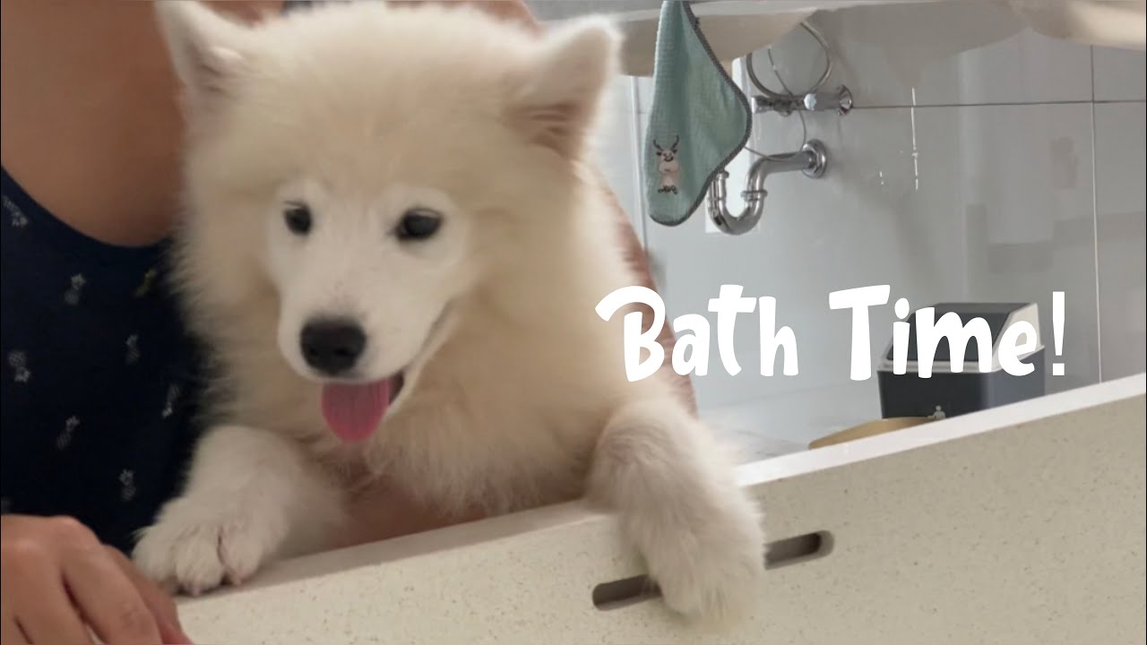 Samoyed’s Bath Time! YouTube