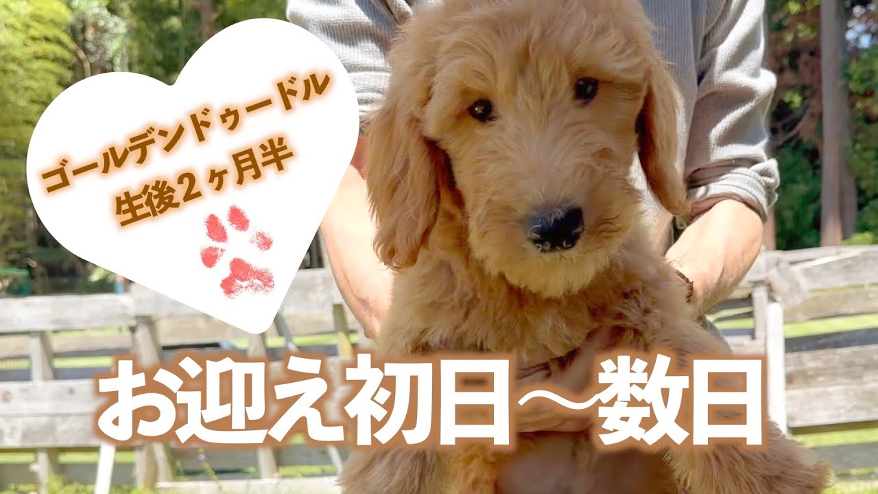 天使と運命の出逢い❤️ようこそ我が家へ🎵ゴールデンドゥードルパピーのお迎え日〜数日。先住犬シープーの懐かしい映像もあるよ。#スタンダードプードル #シーズー#トイプードル #子犬