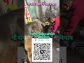 Gau Seva Part-211 #gauseva #maa