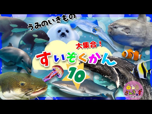 【激安通販 オンラインショップ】日用品 水族館へ行こう！10【子供向け 海のいきものアニメ】サメ イルカ その他