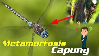 Lihat Metamorfosis Capung Telur sampai Dewasa | kamu harus tau!!