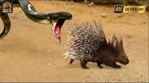 Porcupine vs King Cobra | The Most Unbelievable Snake Battle in Indian Jungle