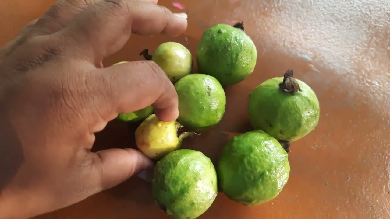 HARVEST OF GUAVA FRUIT IN MY MOM GARDEN