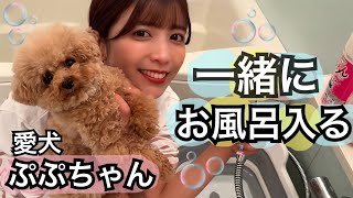 可愛すぎる愛犬ぷぷと一緒にお風呂が最高の癒し🛁🫧