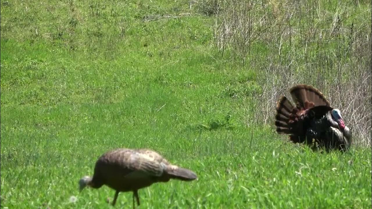 2023 KY Spring Turkey Season Opener (Gobbler Down) YouTube