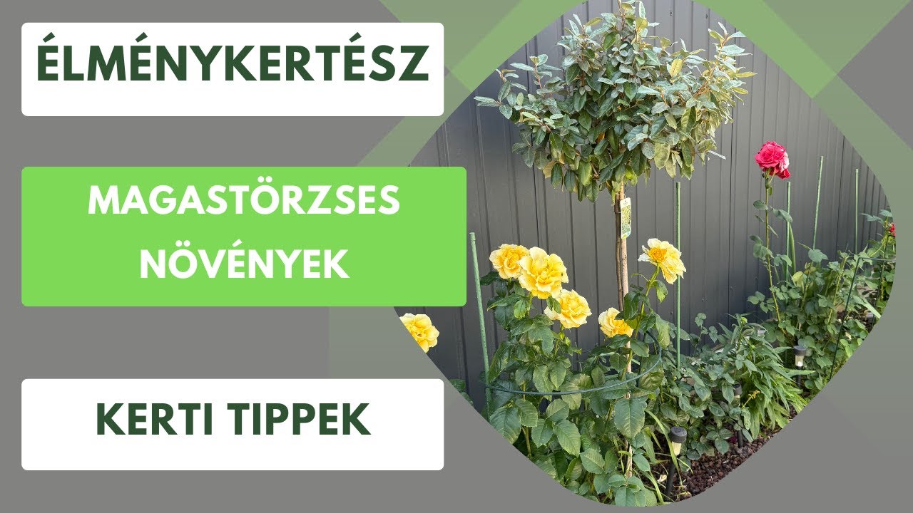 Különleges növények, melyek egész évben díszítik a kertet!🏡