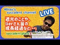 多肉植物　遮光のことやlierさん苗の成長経過など(^^)