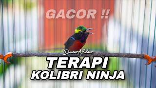 TERAPI MEWAH KONIN GACOR FULL ISIAN MEWAH COCOK UNTUK MENAIKKAN EMOSI LAWAN KOLIBRI NINJA BAHAN