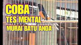 Coba tes MENTAL murai batu anda DENGAN SUARA MURAI INI..AUTO FIGHTER