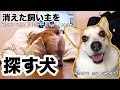 消えた飼い主を探すコーギー犬のハク What The Fluff Challenge「 Do you know where Dog owner is?」