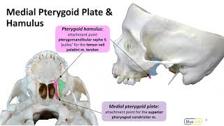 Infratemporal Fossa LO - Pterygoid Plates