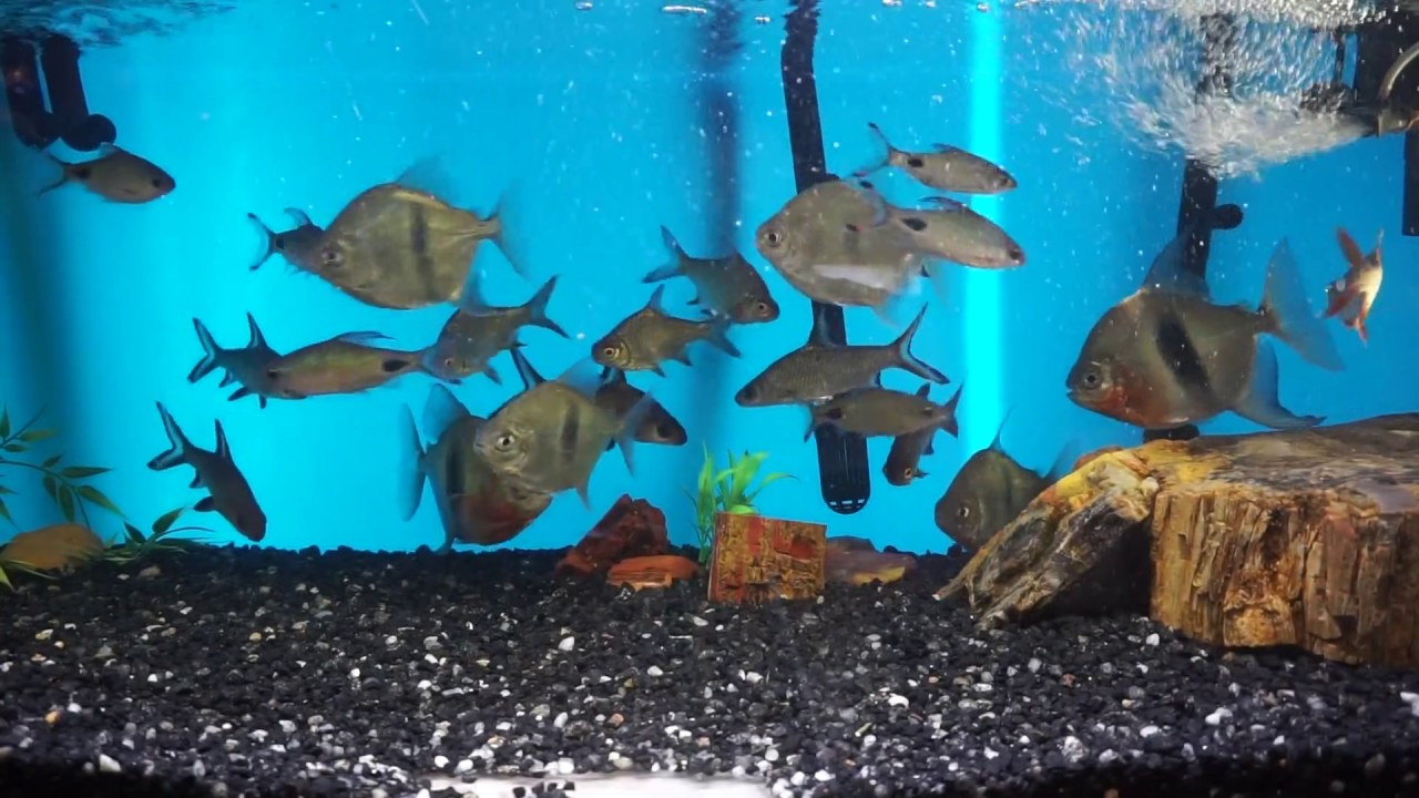 Myleus or Myloplus Schomburgkii Blue Hook, Wide Bar Silver Dollars 1