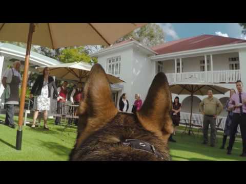 Gavel Cam - Gavel the friendly police dog's view of Fernberg, Queensland Government House